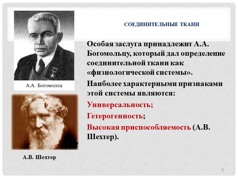 СОЕДИНИТЕЛЬНЫЕ ТКАНИ  Особая заслуга принадлежит А.А. Богомольцу, который дал определение соединительной ткани как